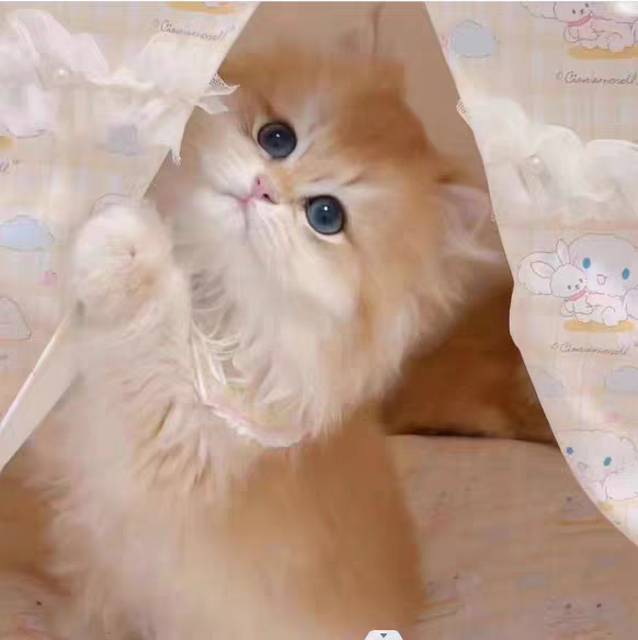 猫舍直销批发价格出售长毛金渐层